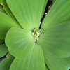 528變異巴西交流