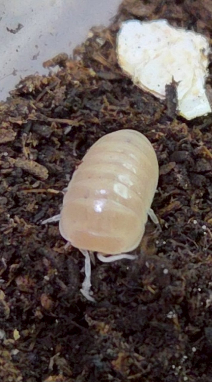 臺灣鼠婦飼養與討論交流群