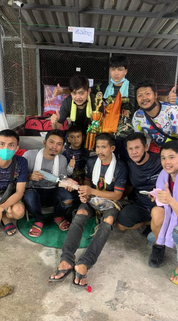 ต้นต.กำไลทอง