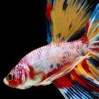 A-Betta : ประมูลปลากัดเกรด A