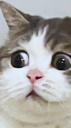 MUMEAW ขายตามฟิล