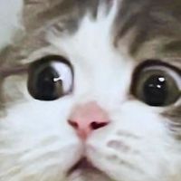 MUMEAW ขายตามฟิล