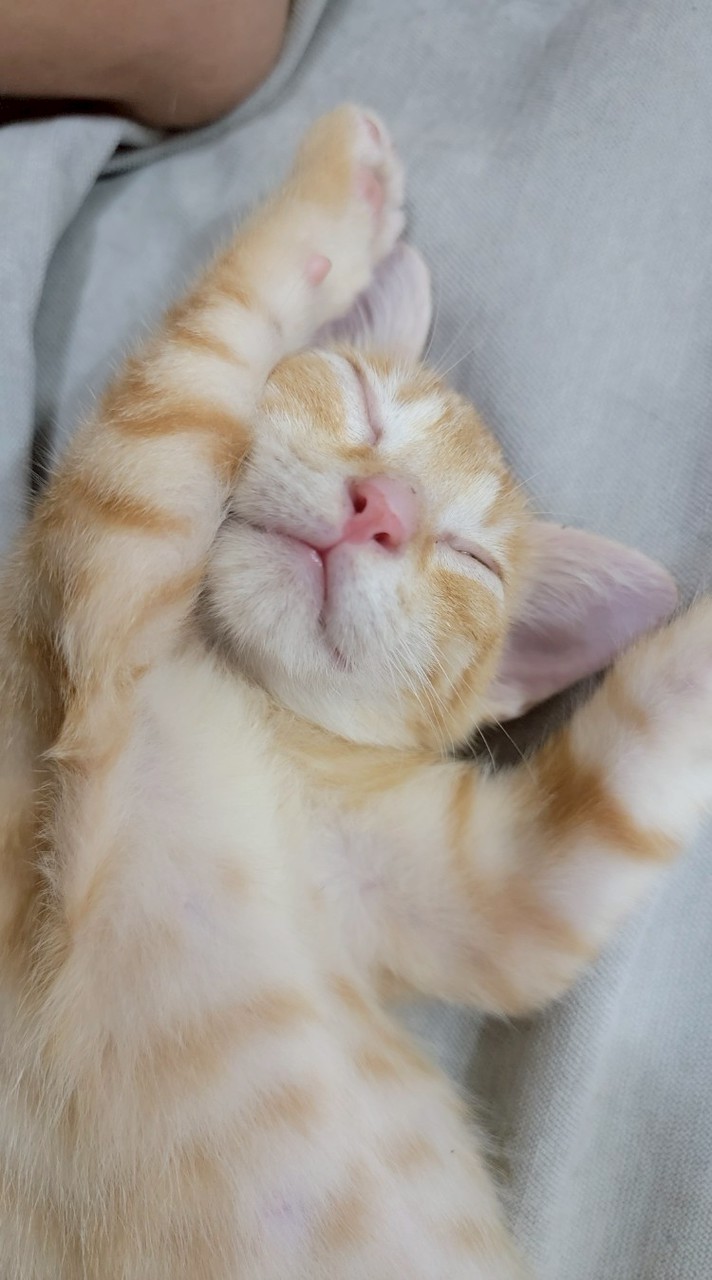 皇家 希爾斯 處方飼料團購 撿便宜