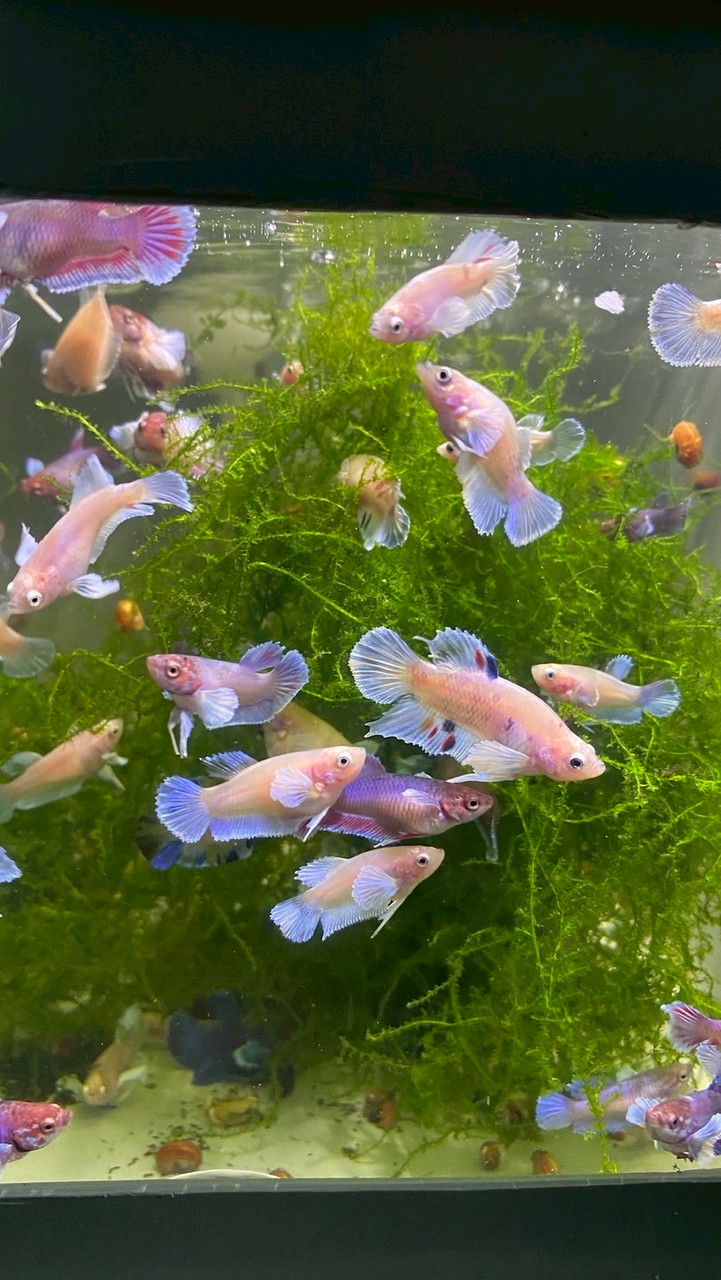 親子園區_鬥魚交流