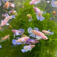 親子園區_鬥魚交流