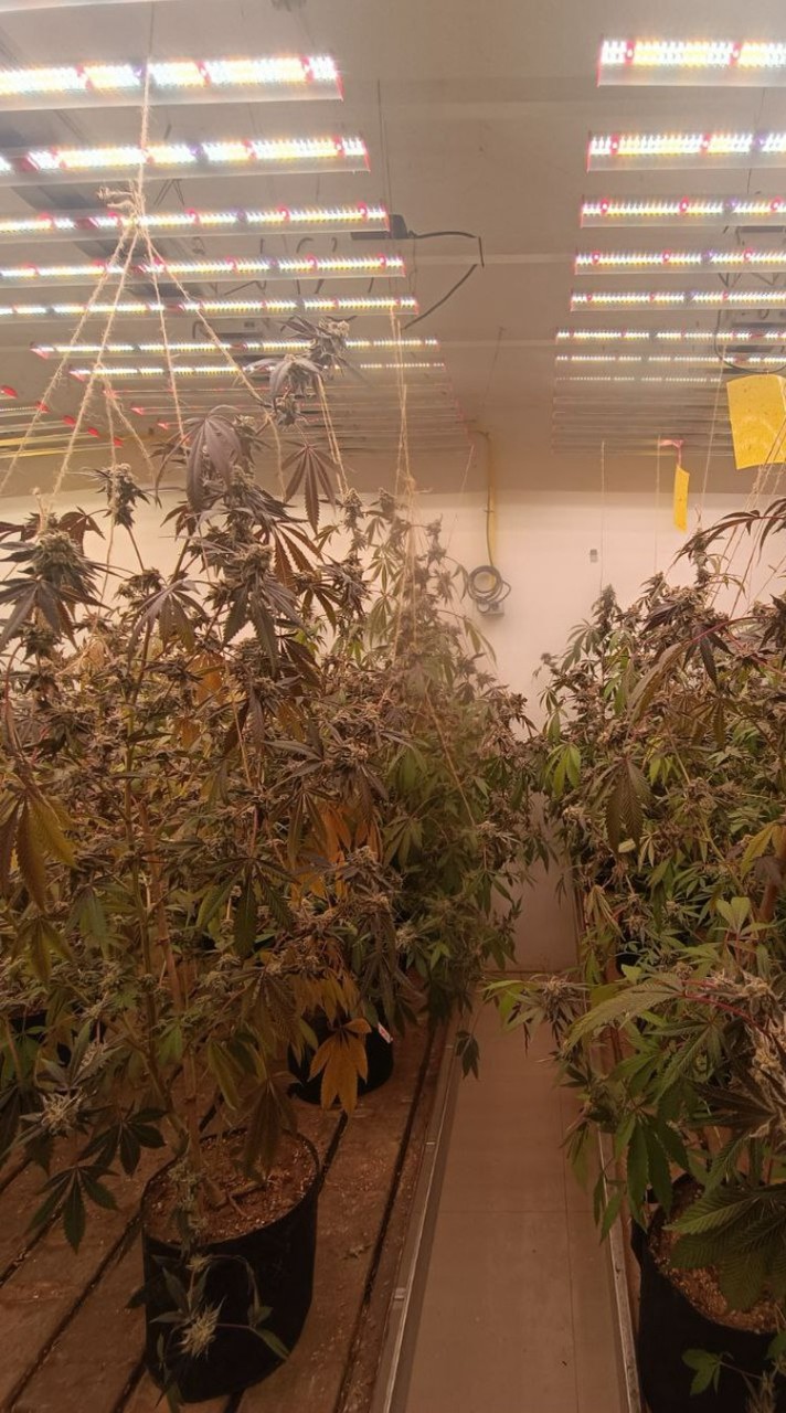 Budsilom420