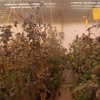 Budsilom420