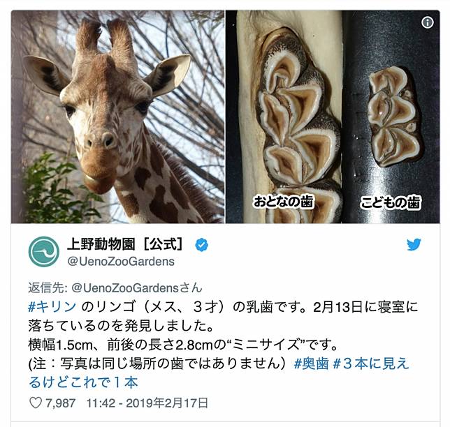 是餃子 是海參 上野動物園的超級難題 日本集合 Line Today