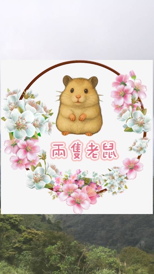 兩隻老鼠