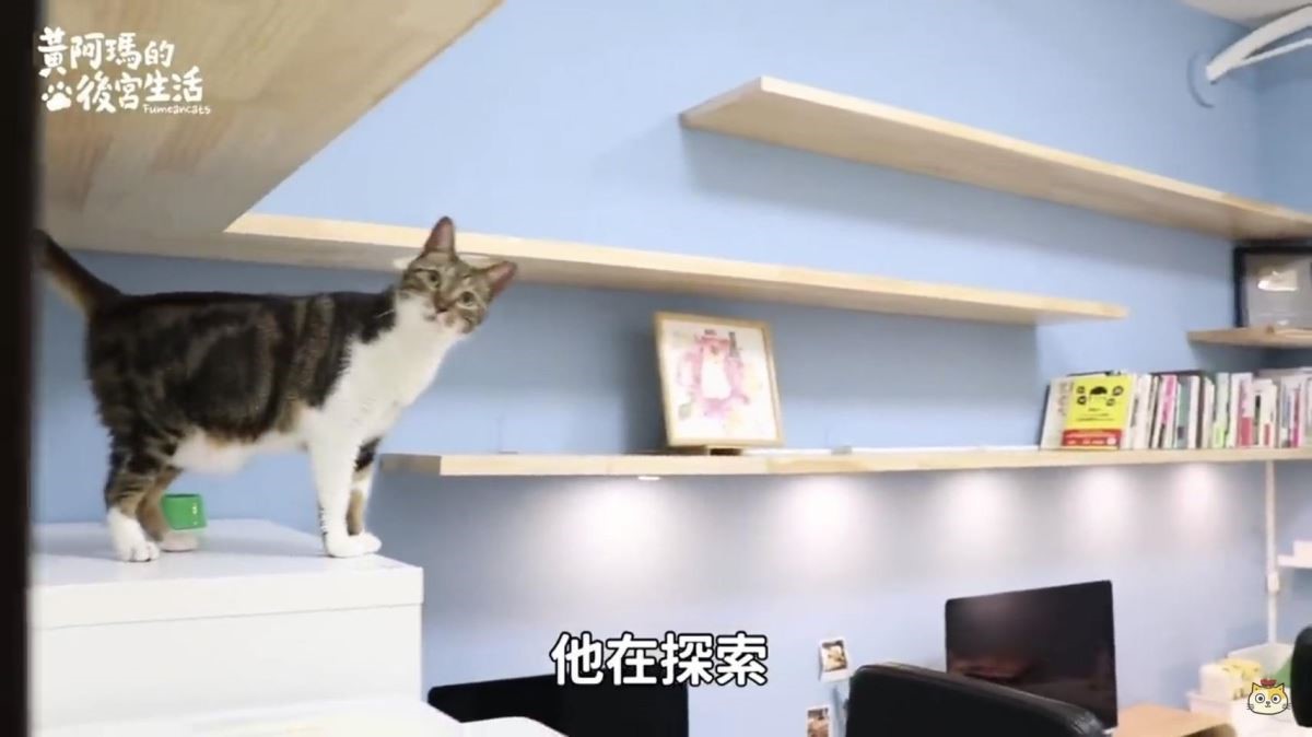 記得關注黃阿瑪的後宮生活看貓咪們的新後宮喔：@fumeancats