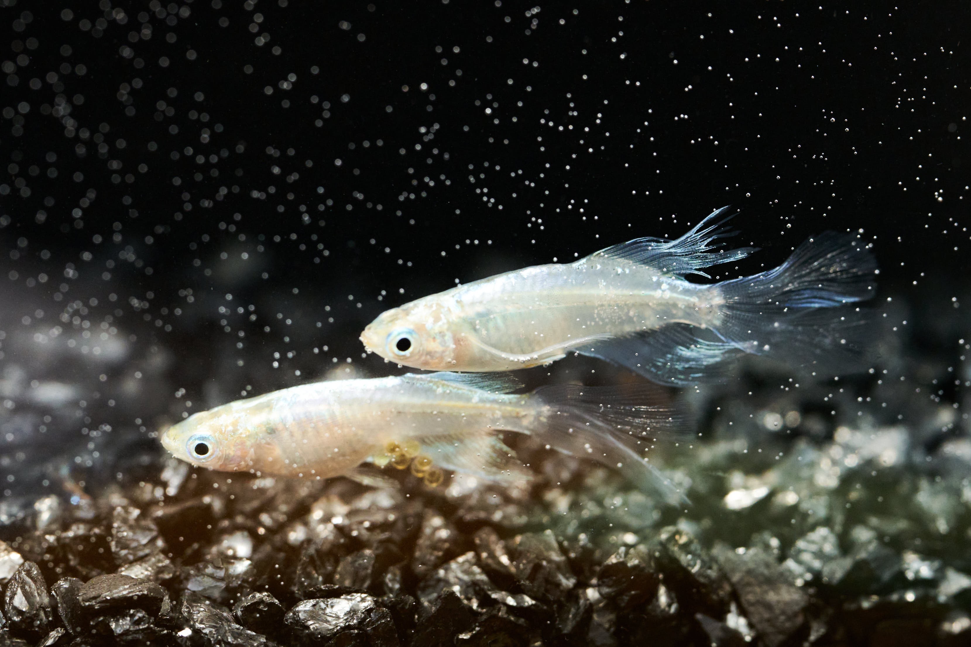 空前のメダカブーム 飼育歴30年 第一人者が語る メダカの魅力