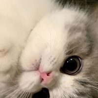 醉清風