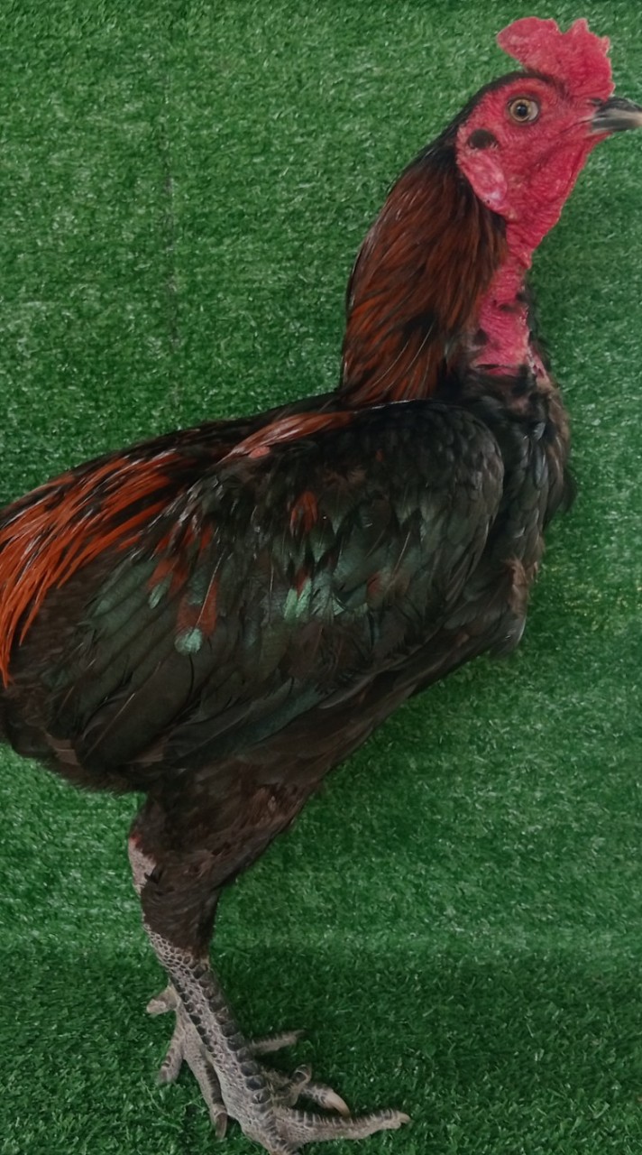 ส.ไก่นวมXซุ้ม ไข่มดเพรชมะขามทอง