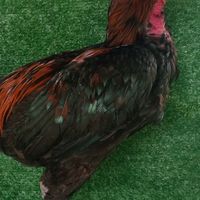 ส.ไก่นวมXซุ้ม ไข่มดเพรชมะขามทอง