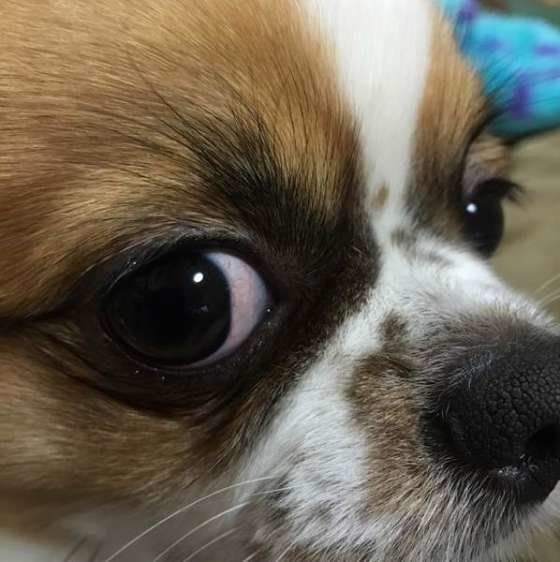 犬が一緒にいたくなる人 ってどんな人