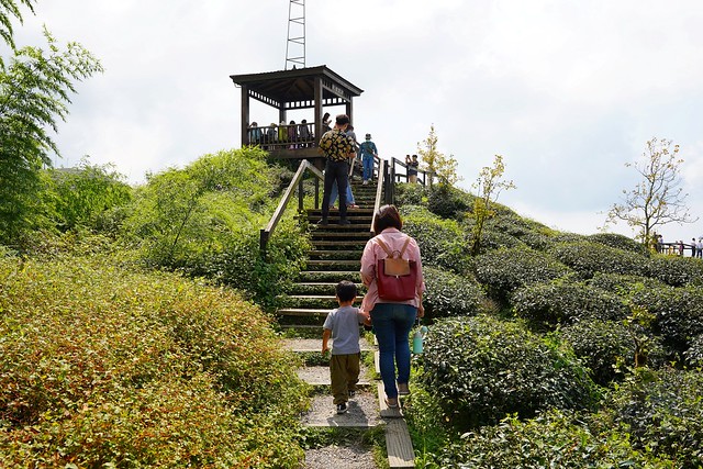 大崙山觀光茶園