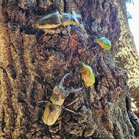昆虫雑談会