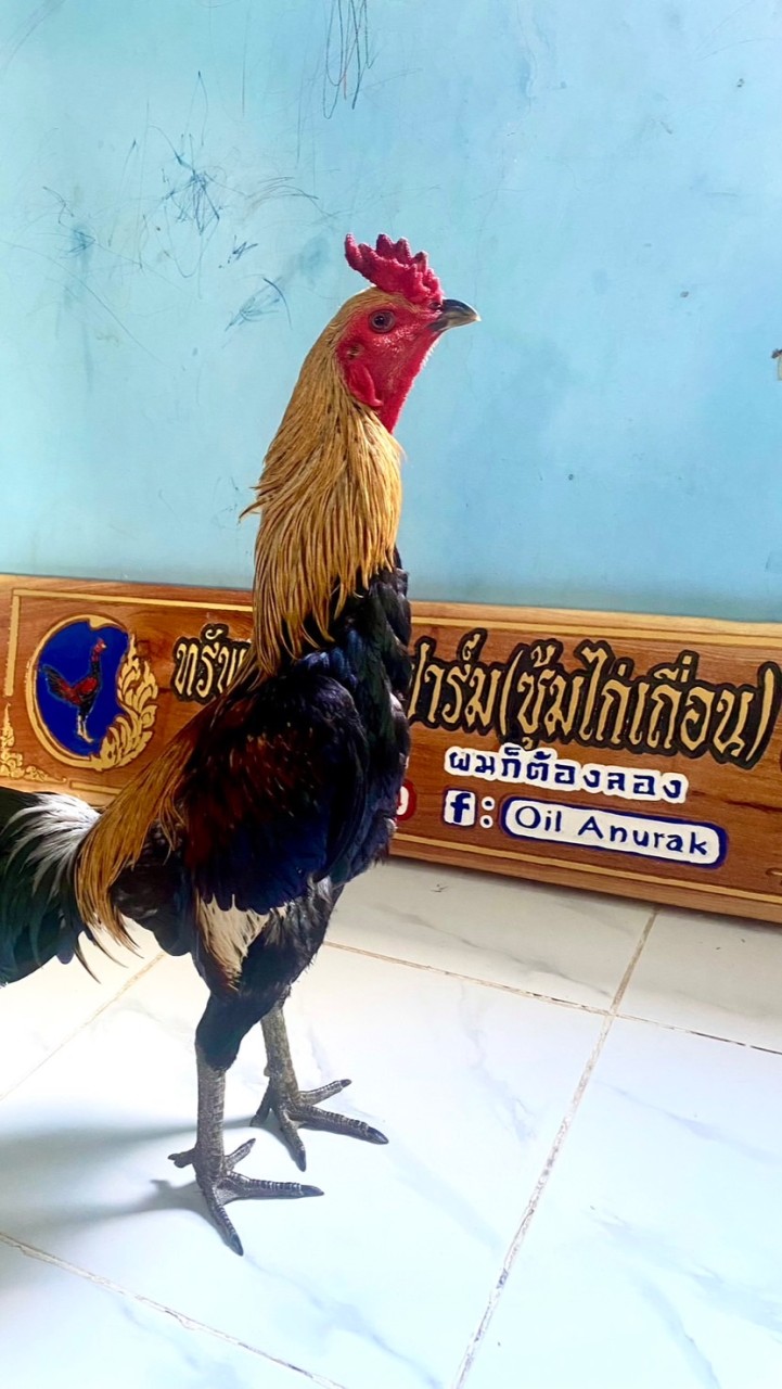 ซุ้มไก่เถื่อน🐓🏆(อธิภัทรฟาร์ม สังกัดส.มีวาสนาฟาร์ม)