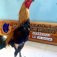 ซุ้มไก่เถื่อน🐓🏆(อธิภัทรฟาร์ม สังกัดส.มีวาสนาฟาร์ม)