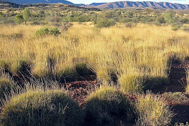 Rumput di Australia yang memiliki rasa asin dan asam(THOMAS SCHOCH/ WIKIMEDIA COMMONS)