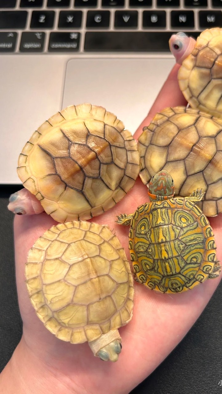 🐢龜窩子GWZ-變巴/蛋龜/澤龜/陸龜專區