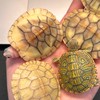 🐢龜窩子GWZ-變巴/蛋龜/澤龜/陸龜專區