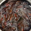 真の情報を　富山ホタルイカ🦑情報