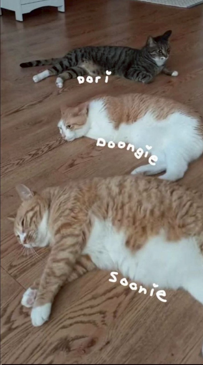 明星、二次元の素材群