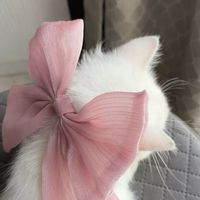 雑談、恋愛オプ