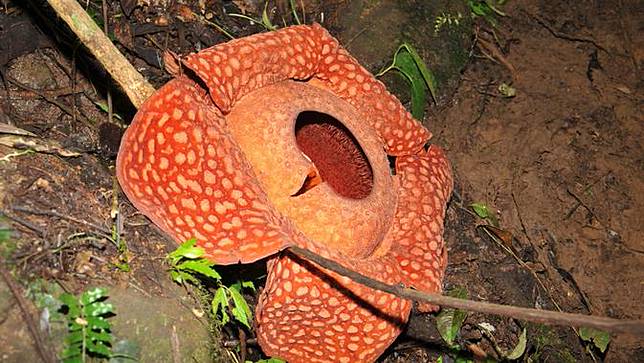 Pagi Nan Menawan Saksikan Mekarnya Bunga  Rafflesia  