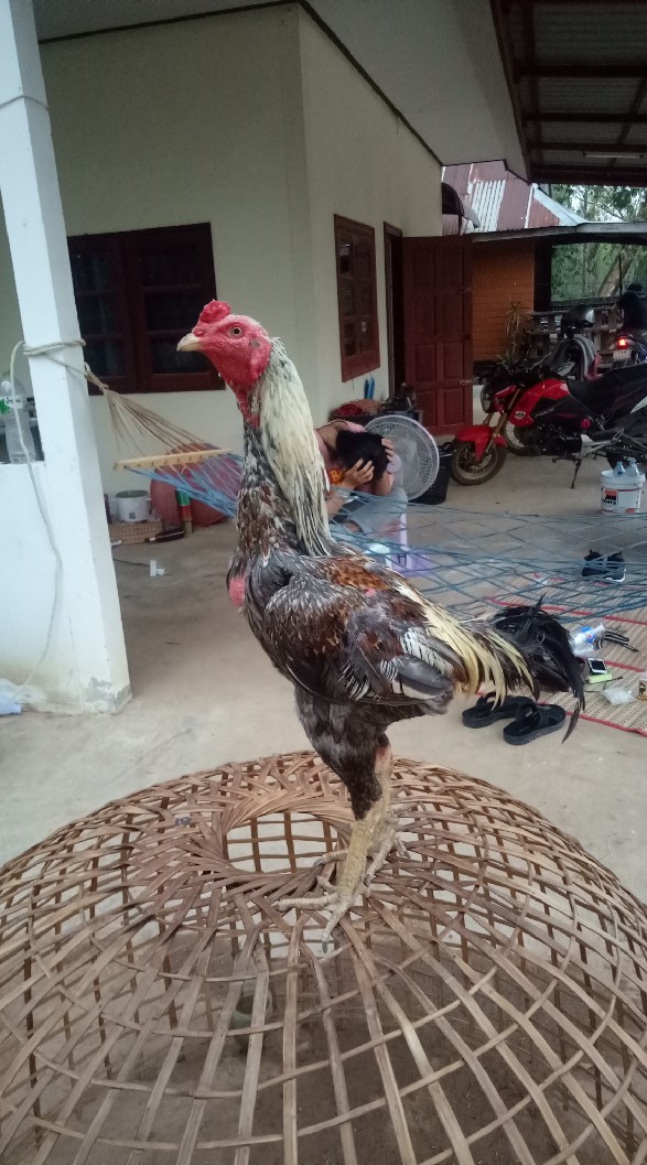 ซื้อ-ขาย ประมูลไก่ชน(พม่า)