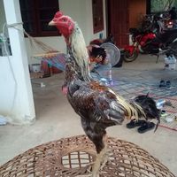 ซื้อ-ขาย ประมูลไก่ชน(พม่า)