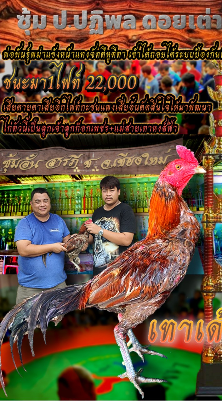 ป.ปฏิพลดอยเต่า พม่าพัฒนา (สังกัดซุ้มหนุ่มภูธรดอยเต่า)