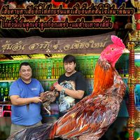 ป.ปฏิพลดอยเต่า พม่าพัฒนา (สังกัดซุ้มหนุ่มภูธรดอยเต่า)