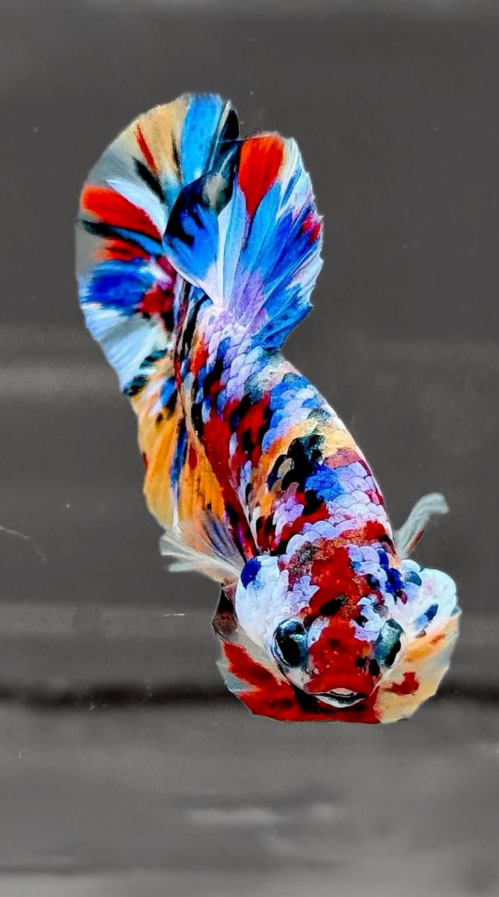 ซื้อ/ขายปลากัดสวยงาม Betta Fish Market Thailand