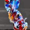 ซื้อ/ขายปลากัดสวยงาม Betta Fish Market Thailand