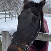 競馬好き雑談部屋