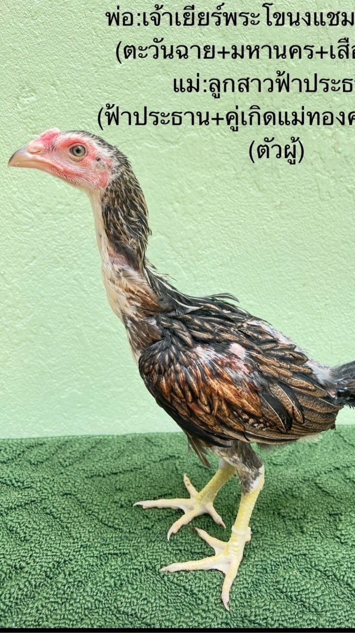 เยียร์โอปอ