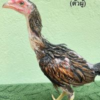 เยียร์โอปอ