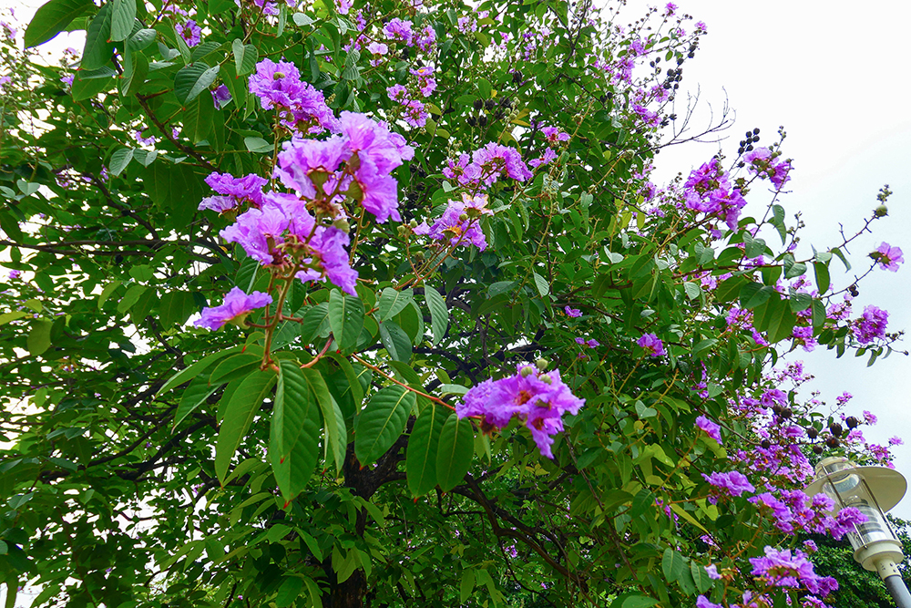 春季花旗木、楝樹及黃花風鈴木，與夏季阿勃勒、鳳凰木、大花紫薇等開花行道樹，讓城市隨四季有了豐富的樣貌。(上：攝影/黃敬文；中：圖片提供/高市府工務局公園處；下：攝影/李瑰嫻)
