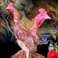 แบ่งไก่สายเลือดส.ทองสัมฤทธิ์ฟาร์ม