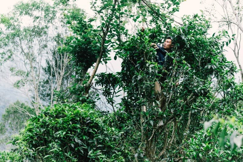 爬上山茶樹採茶