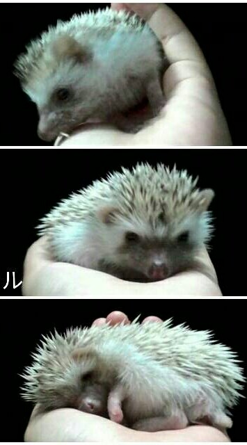 HedgehogeLoversのオープンチャット