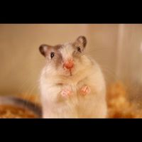 スナネズミ