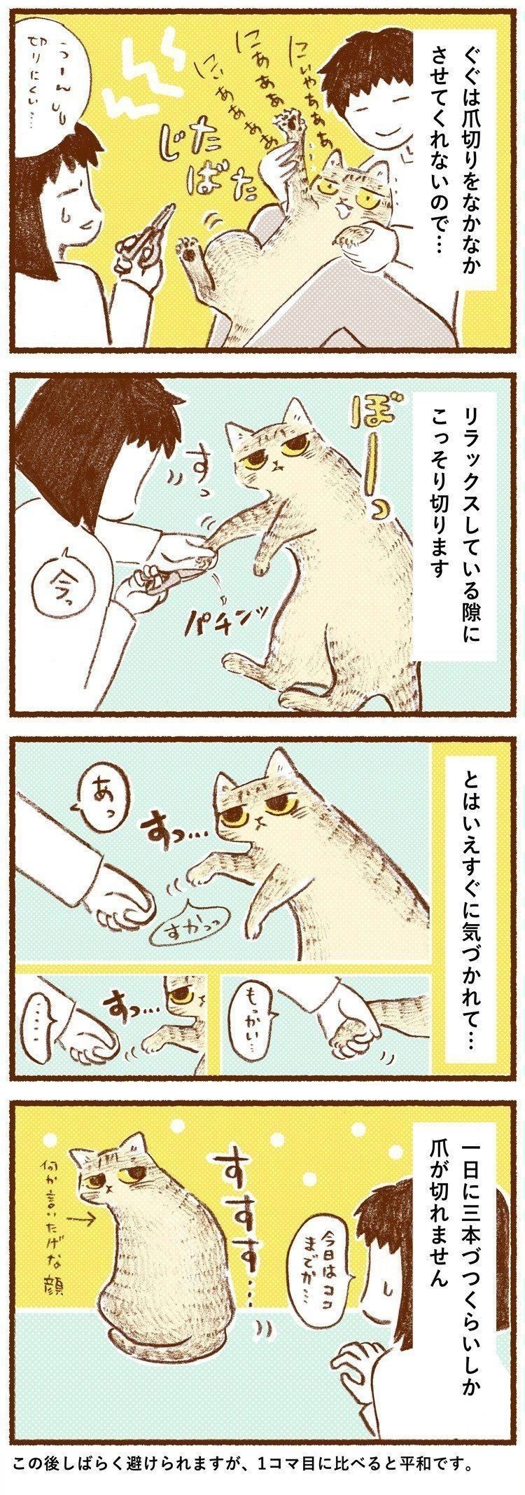 ぼーっとしている隙に こっそり切る 猫の爪切り