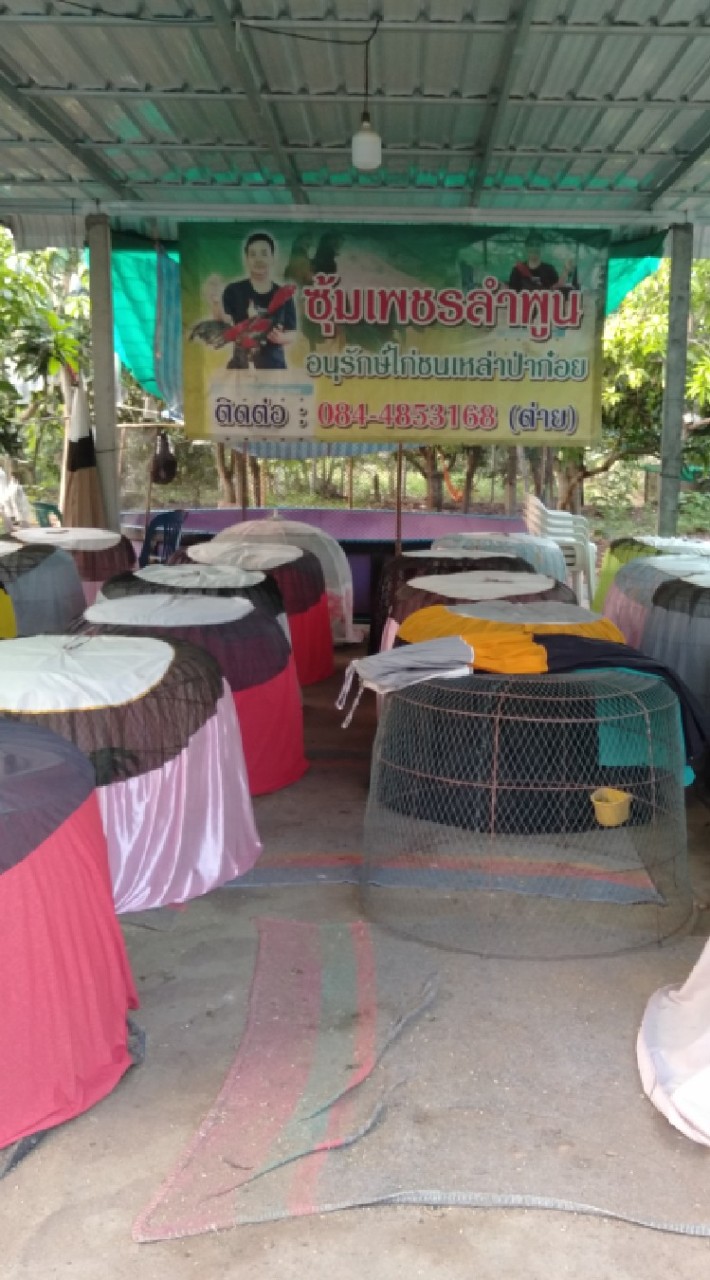 ไก่ชน ซุ้มเพชรลำพูน