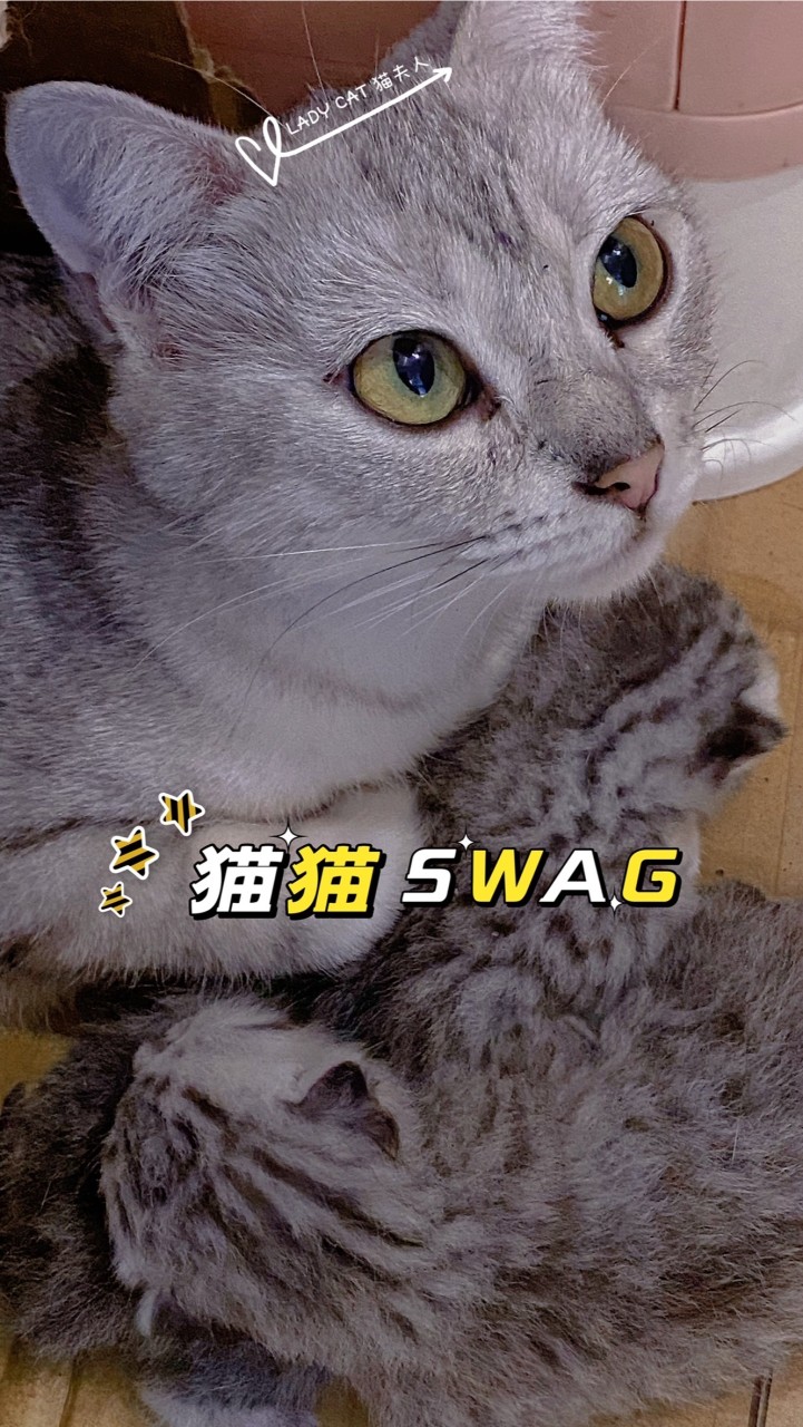 貓夫人🐱自家品種貓🐱我想養美短