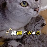 貓夫人🐱自家品種貓🐱我想養美短