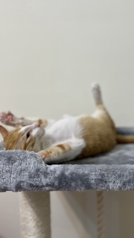 RF不正常人類研究所