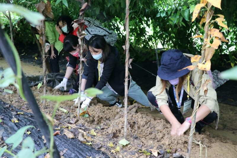 基隆暖暖大菁農場挖山藥體驗